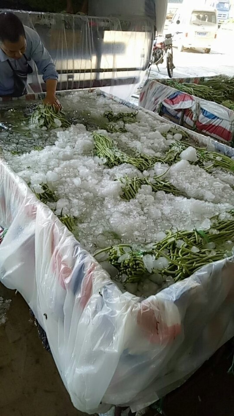 长豆角60厘米以上精品豆角