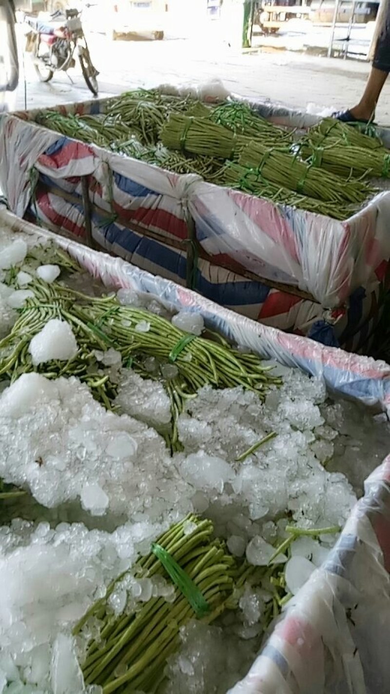 长豆角60厘米以上精品豆角
