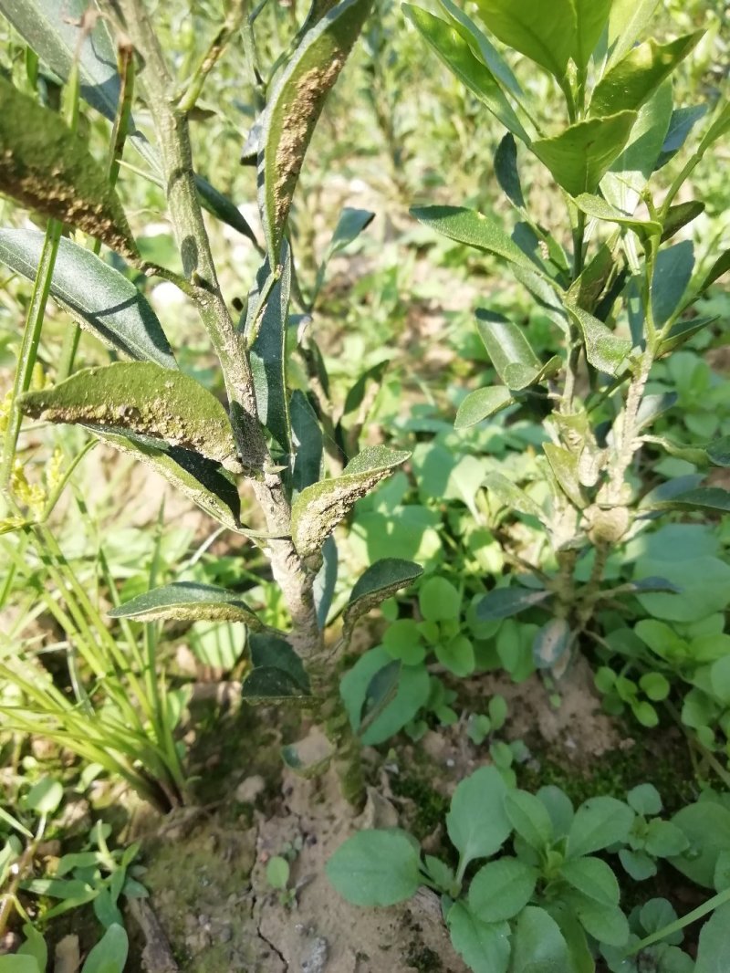 雀不站柑橘实生苗