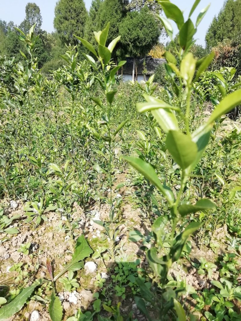 雀不站柑橘实生苗