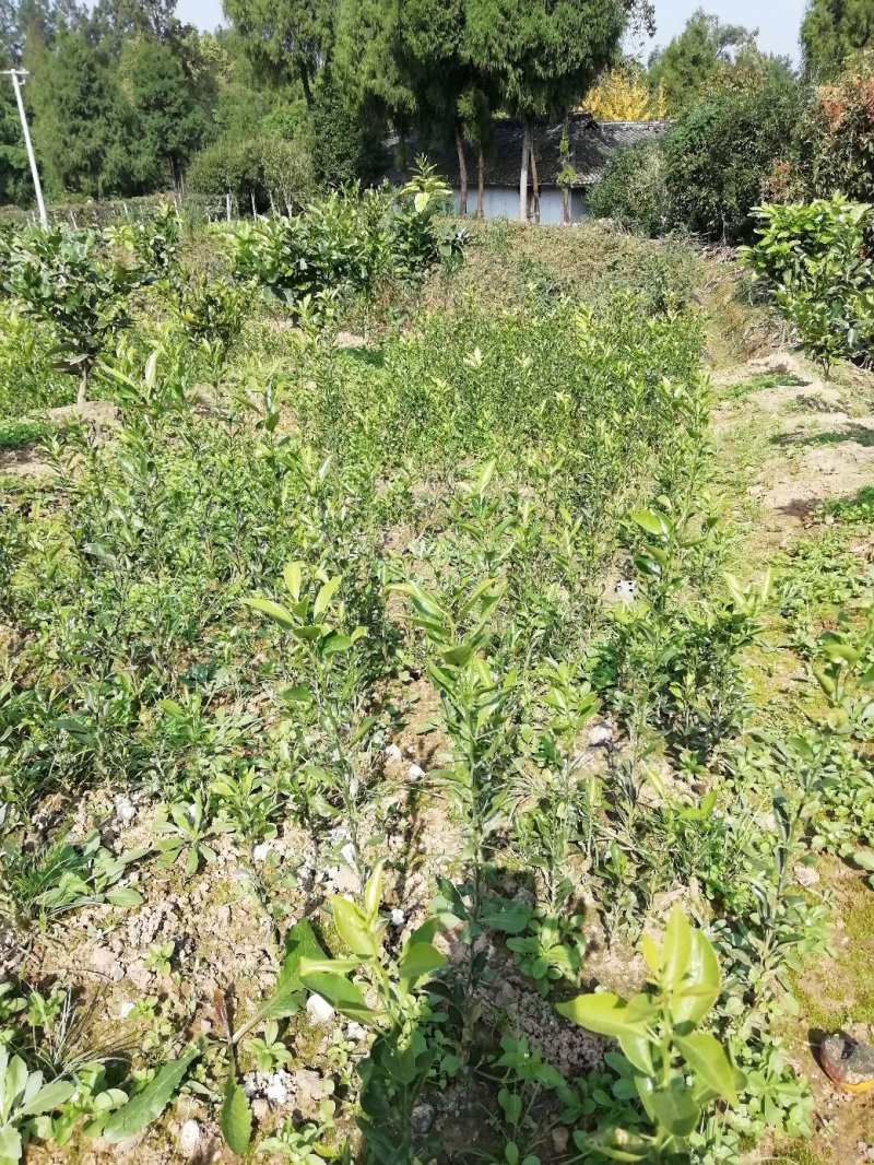 雀不站柑橘实生苗