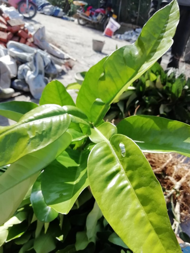 红心柚嫁接苗