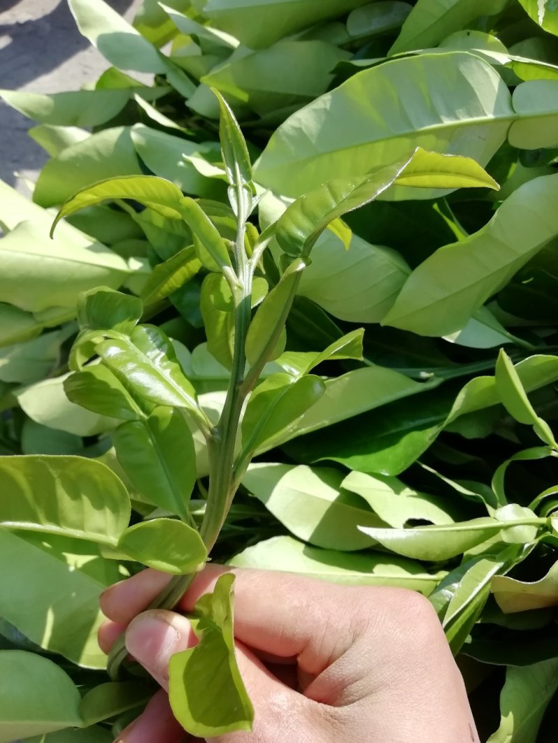 红心柚嫁接苗