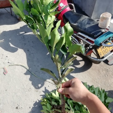 红心柚嫁接苗