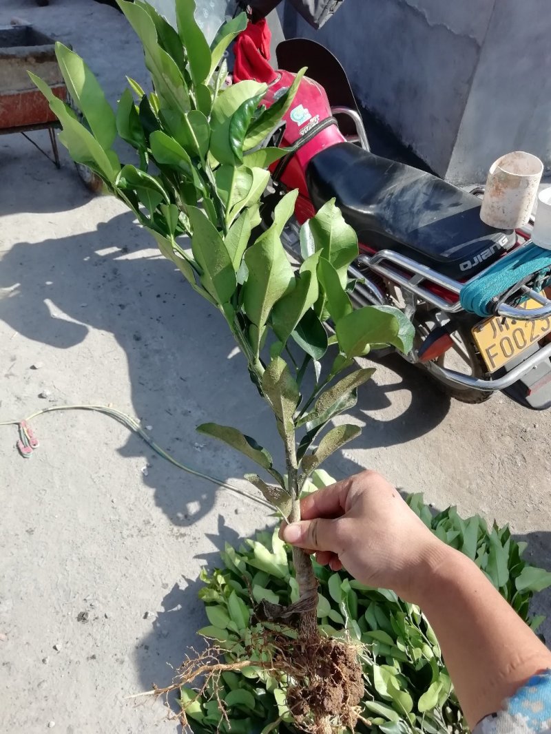 红心柚嫁接苗