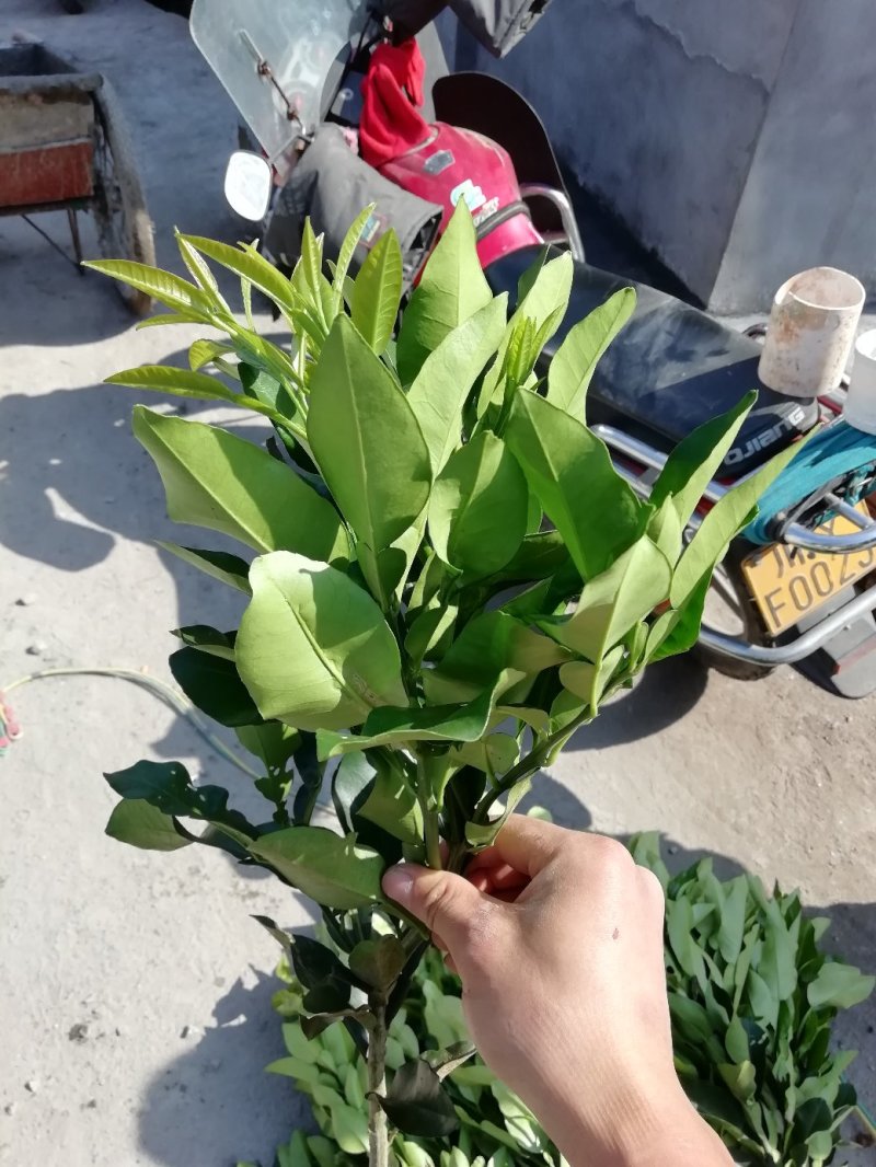 红心柚嫁接苗