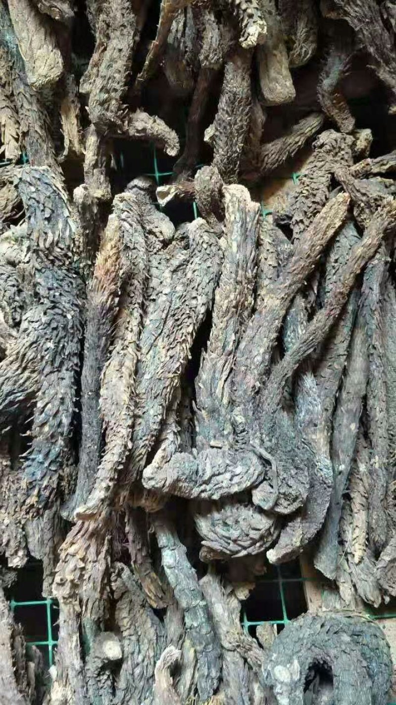 内蒙野生肉苁蓉