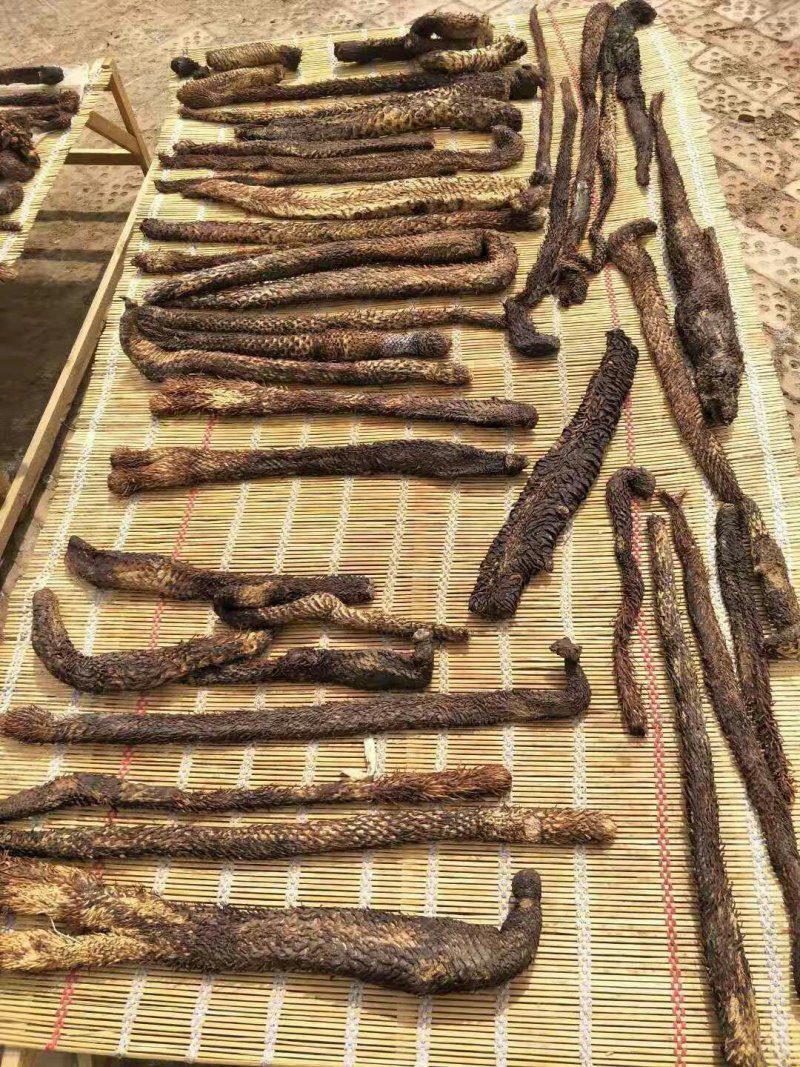 内蒙野生肉苁蓉