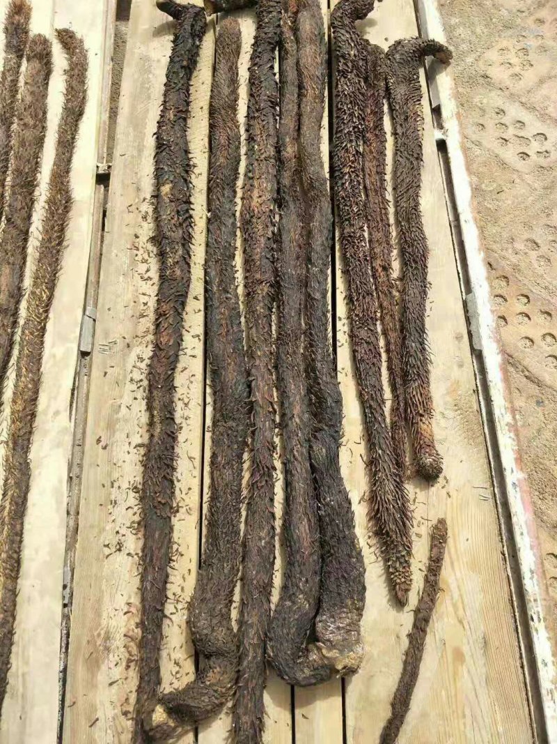 内蒙野生肉苁蓉
