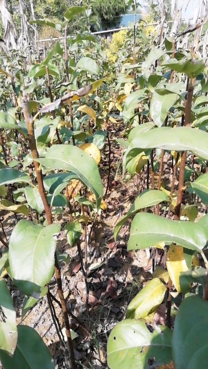 脆冠梨子嫁接苗
