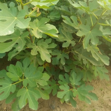 无花果树