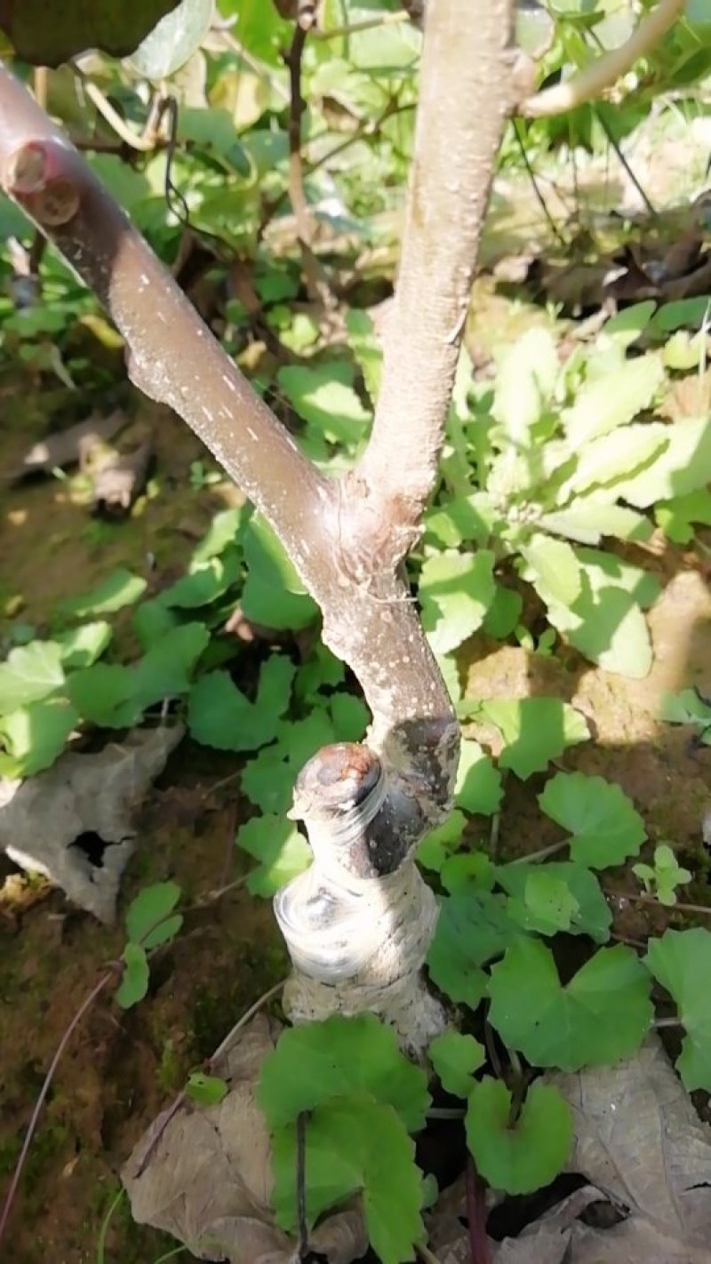 苍溪红心猕猴桃嫁接苗