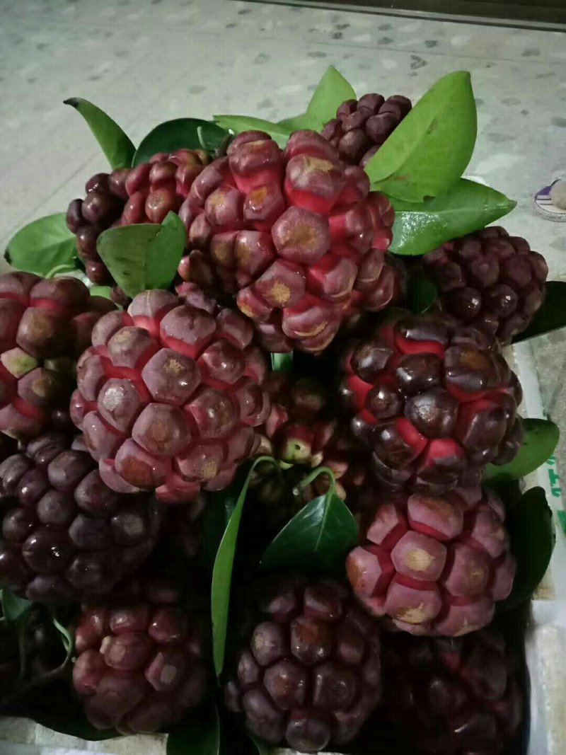 黑老虎