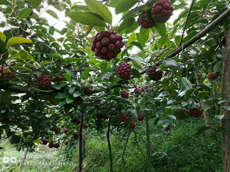 黑老虎