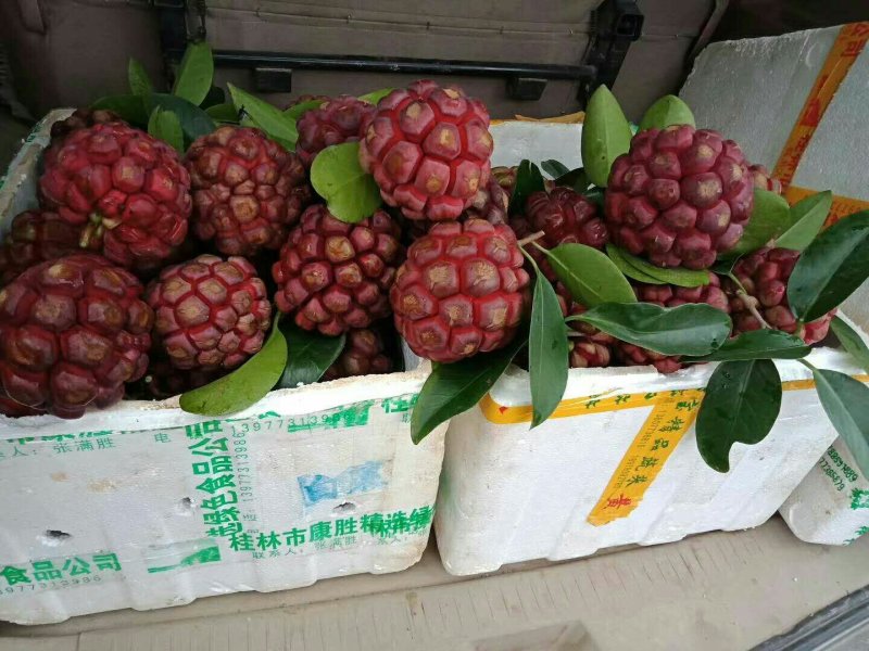 黑老虎