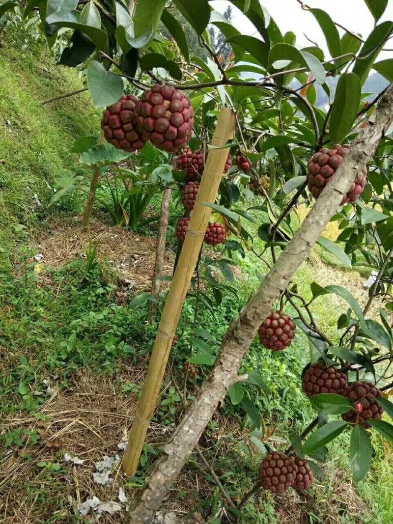 黑老虎
