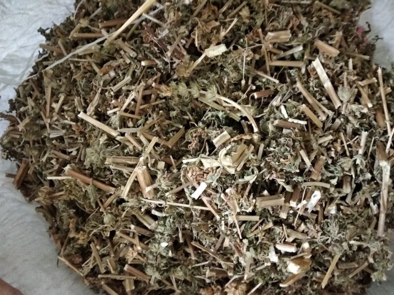 益母草野生各种规格中药用，益母草无硫磺熏