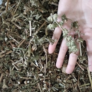益母草野生各种规格中药用，益母草无硫磺熏