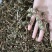 益母草野生各种规格中药用，益母草无硫磺熏