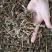 益母草野生各种规格中药用，益母草无硫磺熏