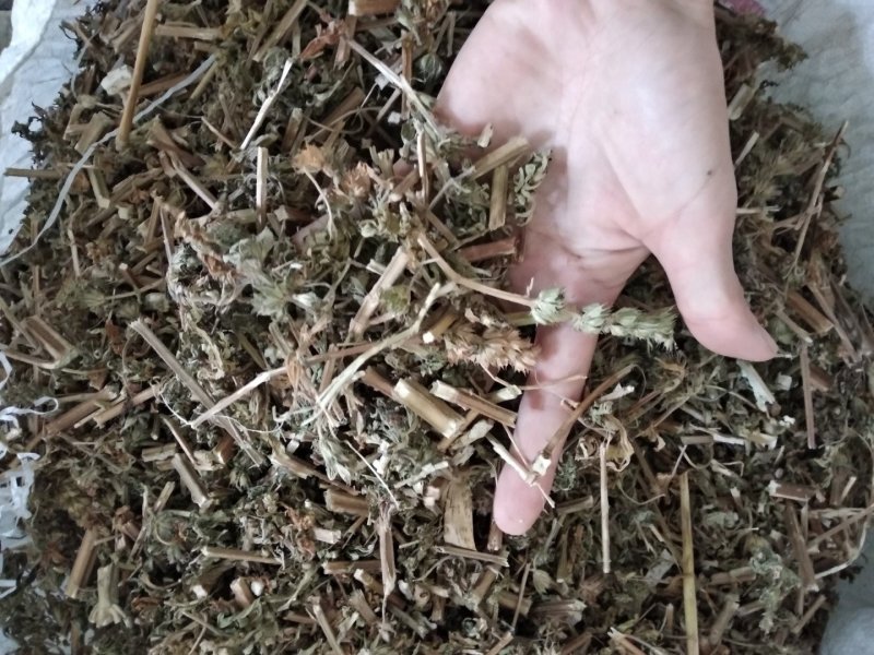 益母草野生各种规格中药用，益母草无硫磺熏