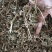 益母草野生各种规格中药用，益母草无硫磺熏