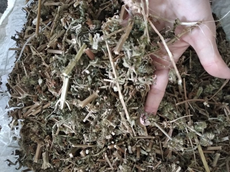 益母草野生各种规格中药用，益母草无硫磺熏