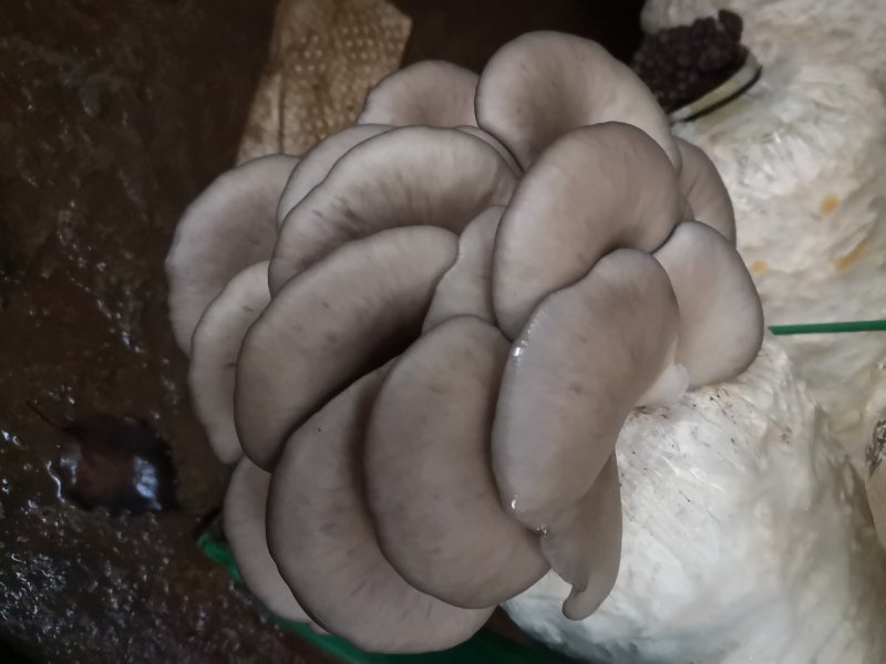 平菇栽培种，姬菇裁培种