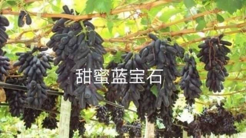 蓝宝石葡萄苗