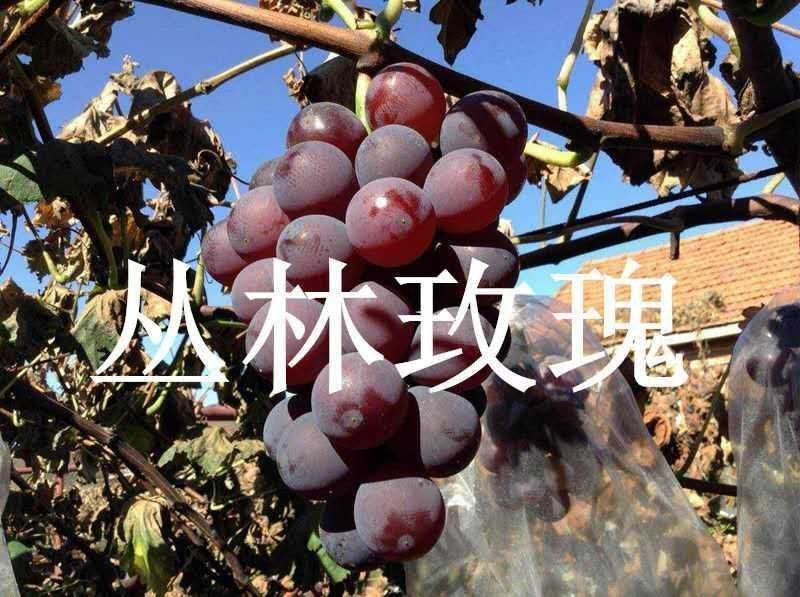 蓝宝石葡萄苗
