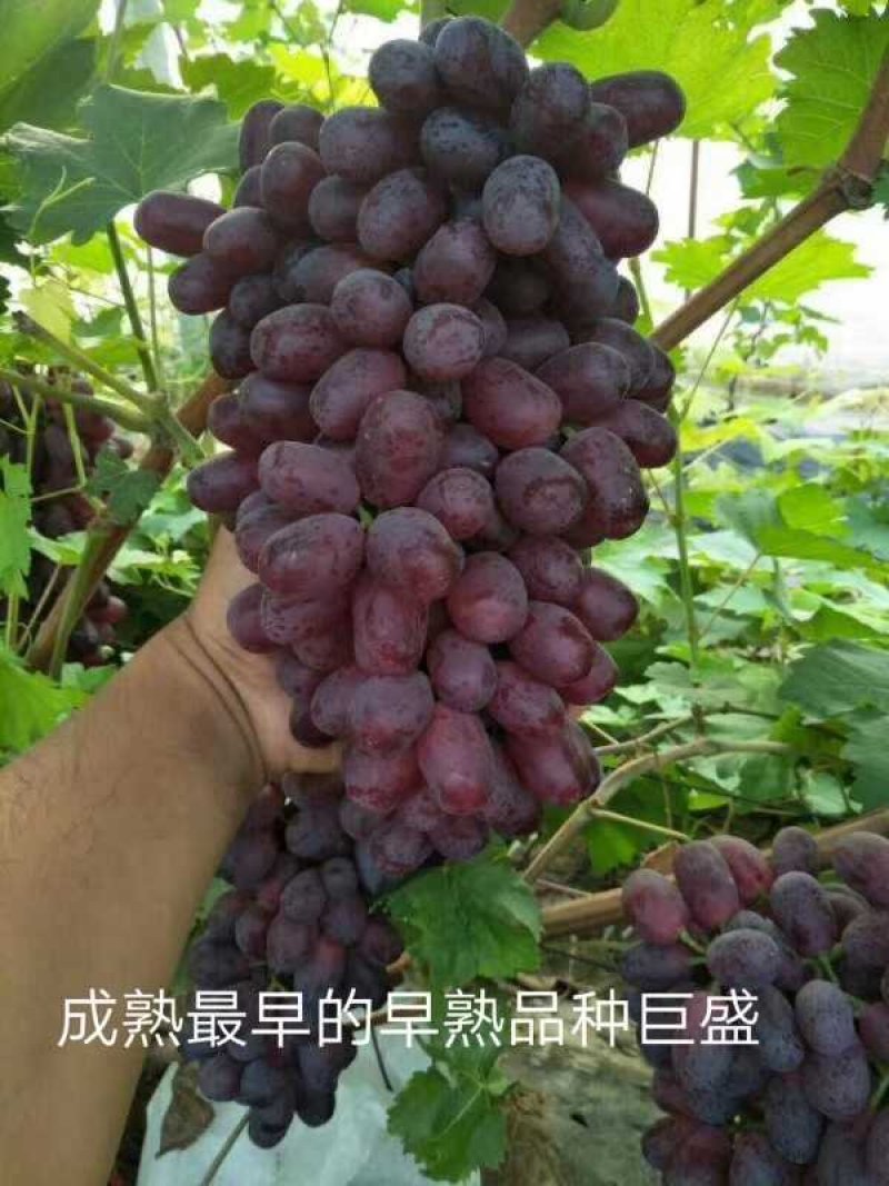 蓝宝石葡萄苗