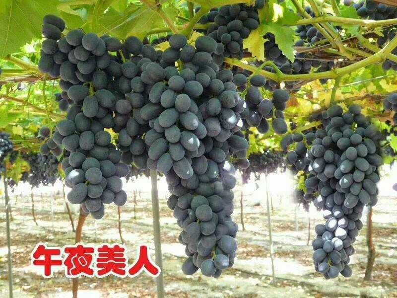 蓝宝石葡萄苗