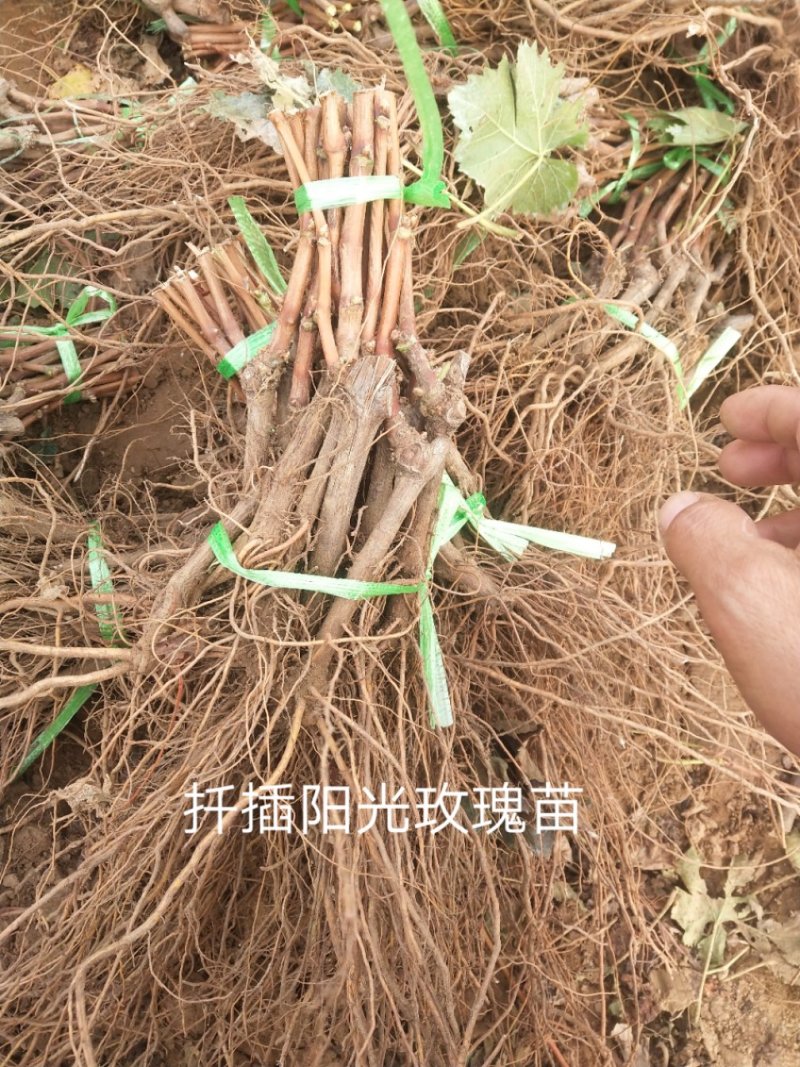 蓝宝石葡萄苗