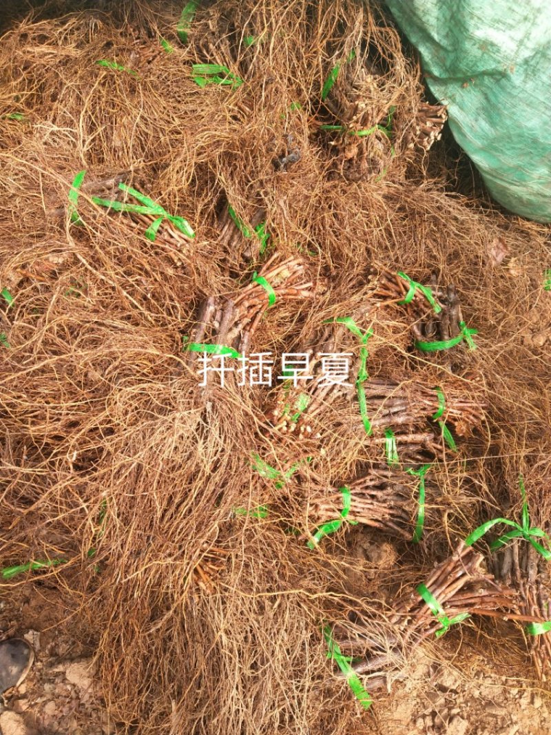 蓝宝石葡萄苗