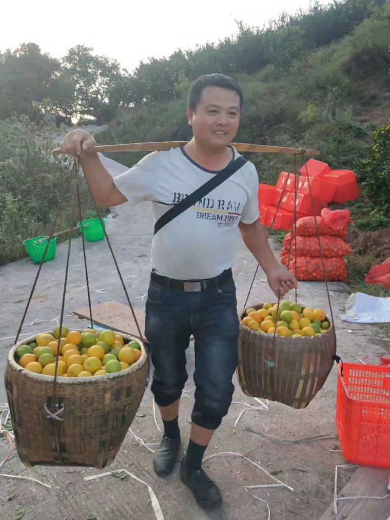 黔阳冰糖橙味道好一条龙服务一手货源产地直发