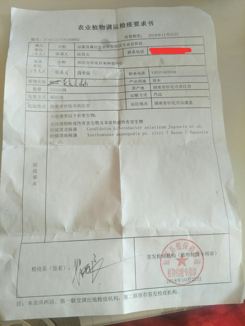 黄金贡柚苗春香苗丑八怪苗丰产性强市场畅销效益好