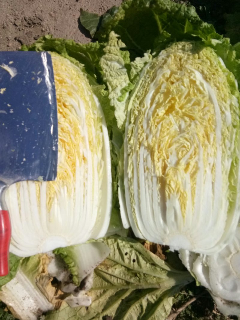黄心白菜，产地大量供应，大小车随到随装，货源充足