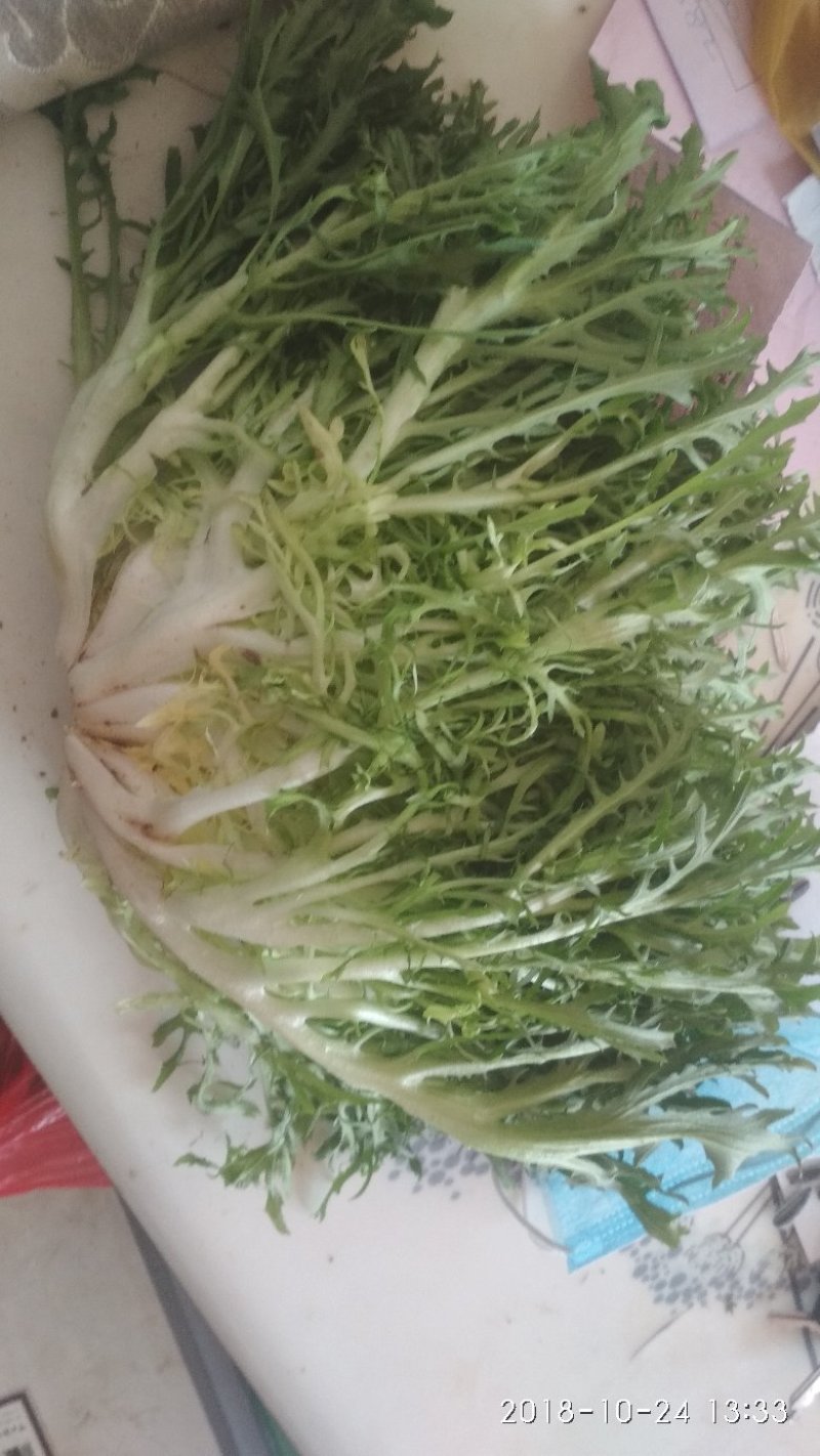 山东青州苦菊，菊花苦菊，小狗牙品种