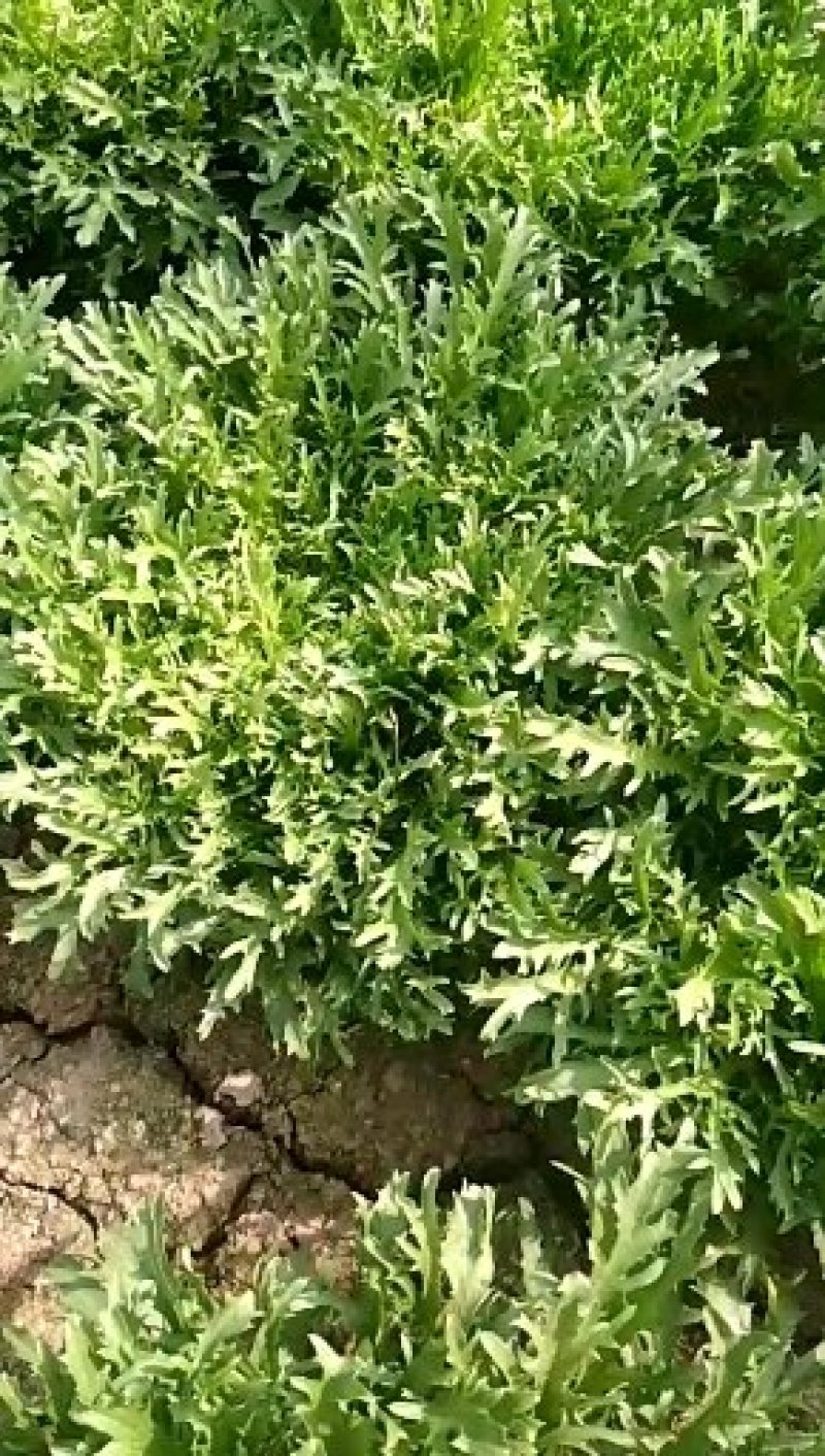 山东青州苦菊，菊花苦菊，小狗牙品种