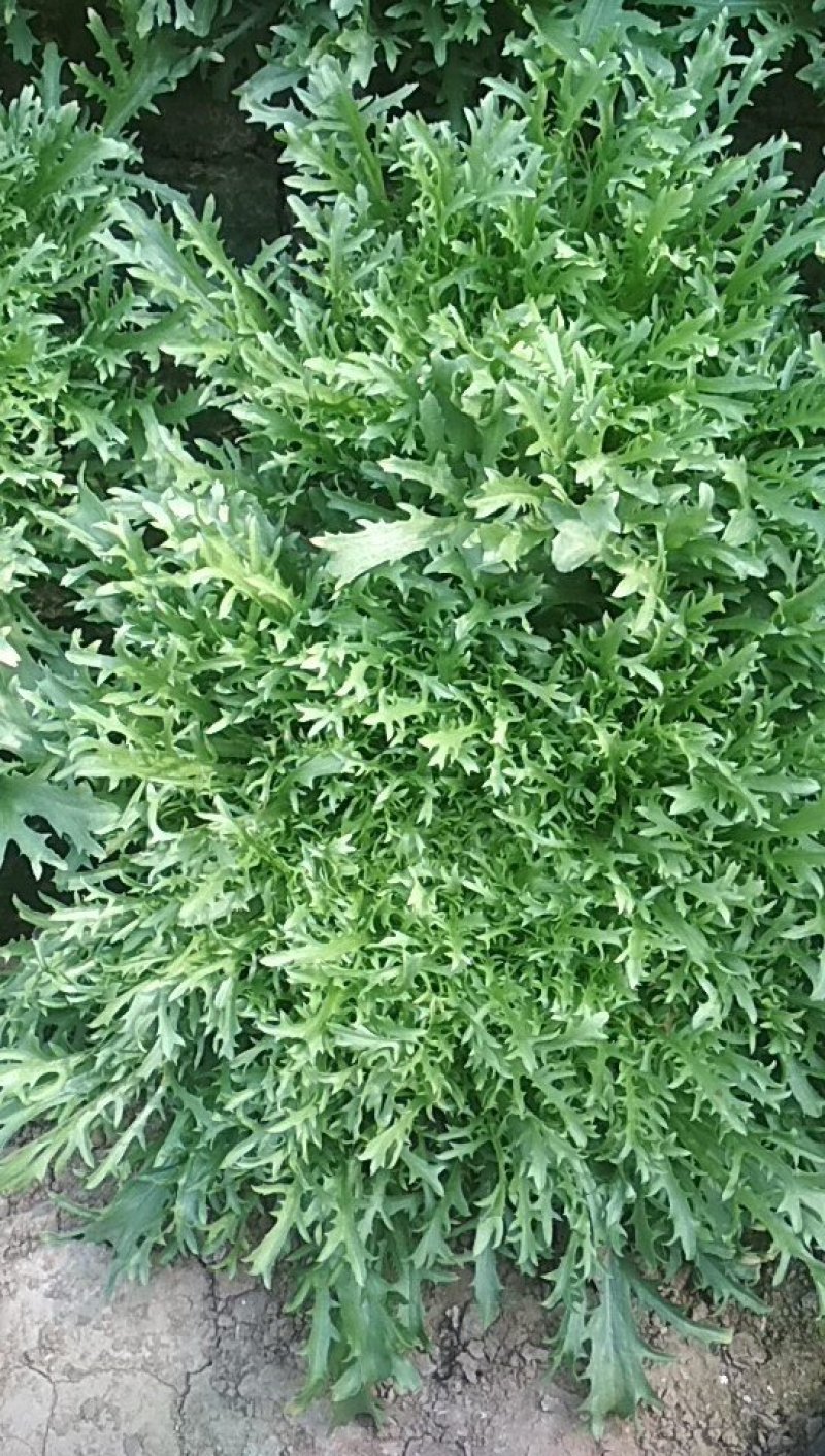 山东青州苦菊，菊花苦菊，小狗牙品种
