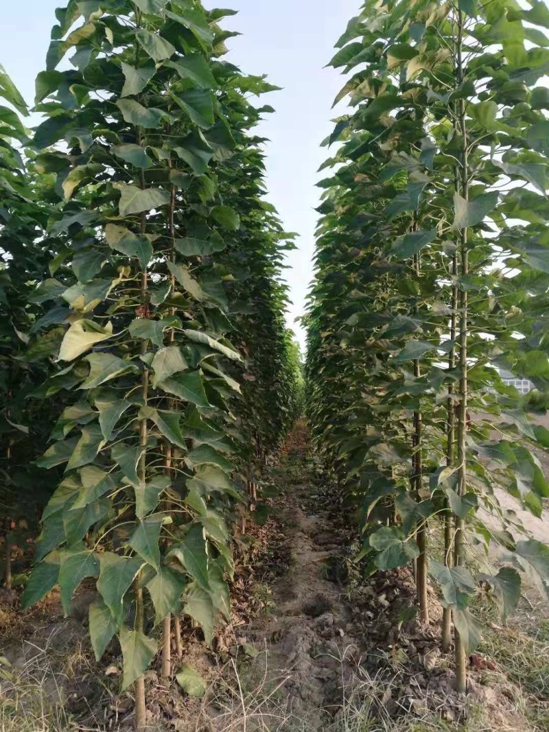 金丝楸树，2到15公分楸树，2到18公分梓树