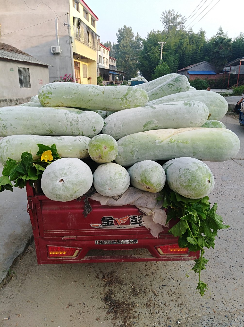 [白皮冬瓜批发]白冬瓜,精品白皮冬瓜25斤以上产地直供,货源充足质量