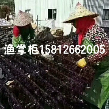 2018新品头水海山紫菜