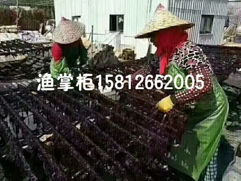 2018新品头水海山紫菜