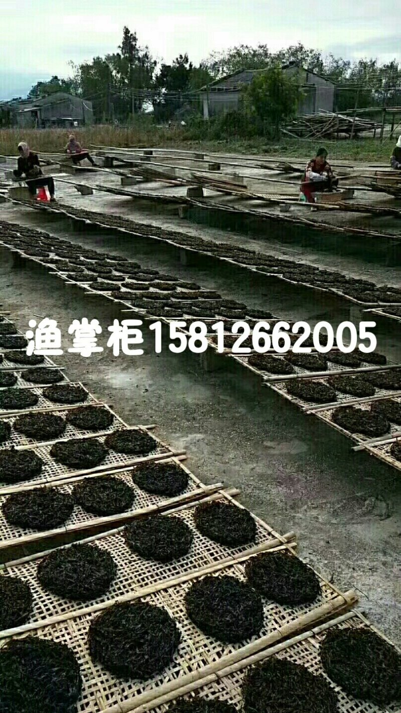 2018新品头水海山紫菜