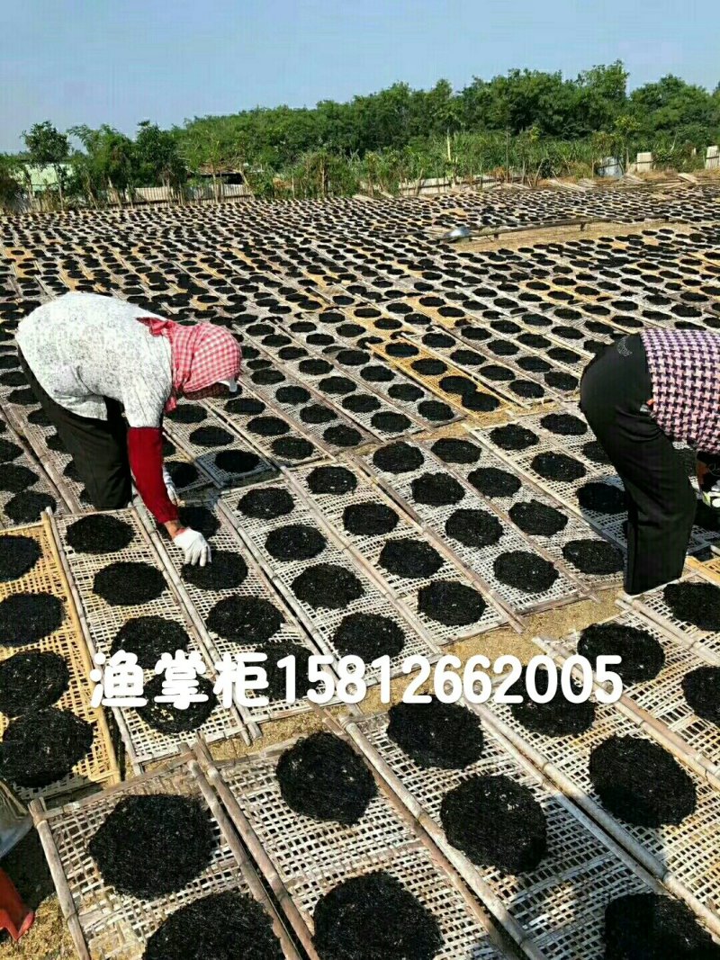 2018新品头水海山紫菜