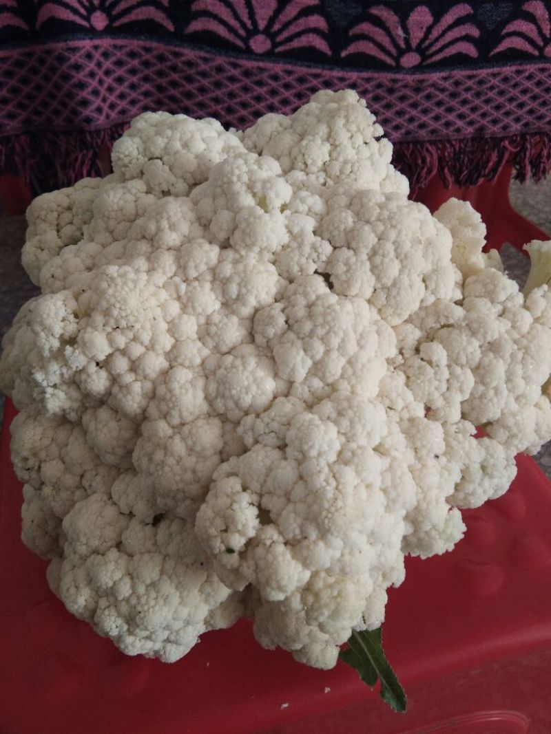 湖北天门有机花菜大量上市，质量好价格优惠，诚信经营！