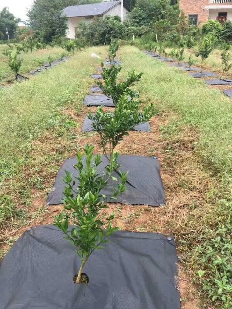 防草地布，防草地膜，带孔地膜，带孔地布