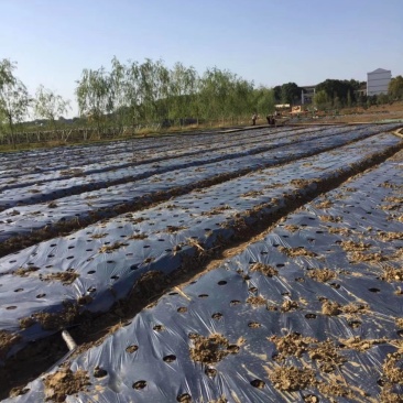 防草地布，防草地膜，带孔地膜，带孔地布