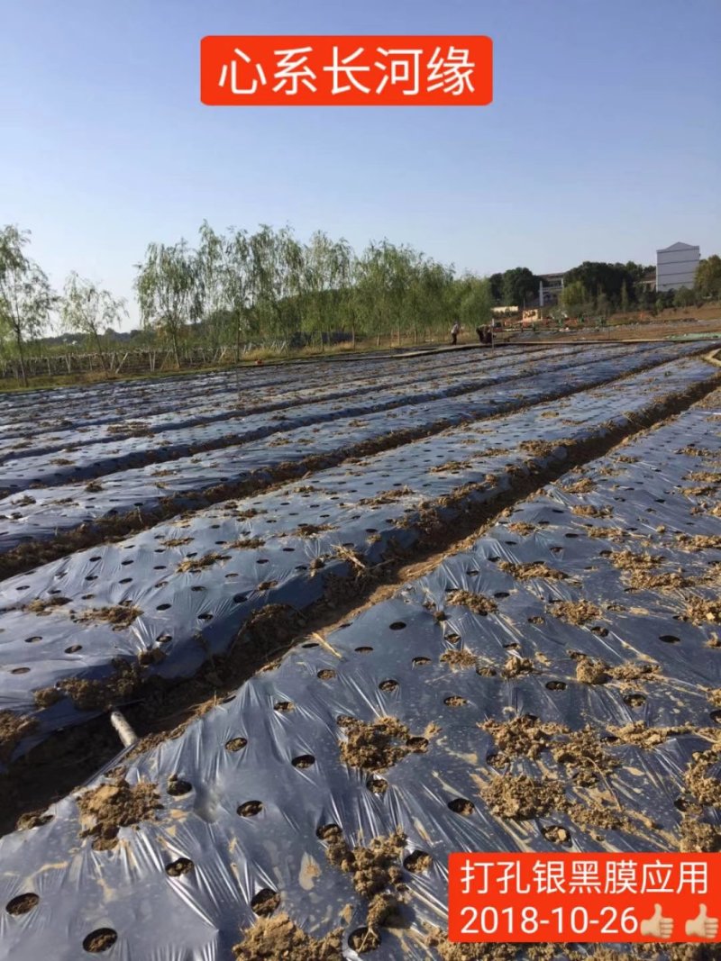 防草地布，防草地膜，带孔地膜，带孔地布